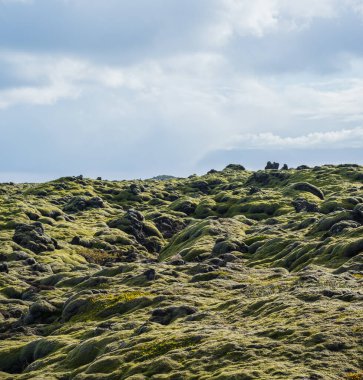 İzlanda 'daki Fjadrargljufur Kanyonu yakınlarındaki yeşil sonbahar lav tarlaları. Volkanik lav taşlarında yeşil yosun. Laki volkanı patlamasından sonra eşsiz lav alanları büyüyor..
