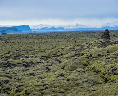 İzlanda 'daki Fjadrargljufur Kanyonu yakınlarındaki yeşil sonbahar lav tarlaları. Volkanik lav taşlarında yeşil yosun. Laki volkanı patlamasından sonra eşsiz lav alanları büyüyor..
