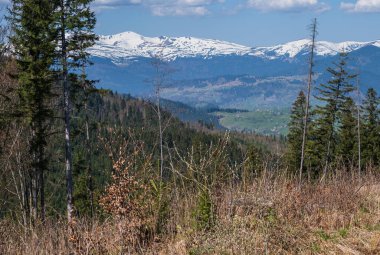 Bahar Karpat Dağları manzarası, Ukrayna.