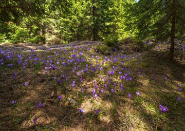 Bahar ayında çiçek açan mor Crocus heuffelianus (Crocus vernus) Alp çiçekleri Karpat dağ ormanları, Ukrayna.