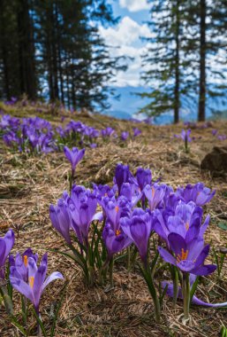 Bahar ayında çiçek açan mor Crocus heuffelianus (Crocus vernus) Alp çiçekleri Karpat dağ yaylası, Ukrayna.