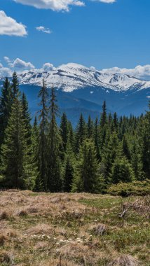 Bahar Karpat Dağları manzarası, Ukrayna.
