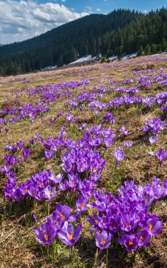 Bahar ayında çiçek açan mor Crocus heuffelianus (Crocus vernus) Alp çiçekleri Karpat dağ yaylası, Ukrayna.