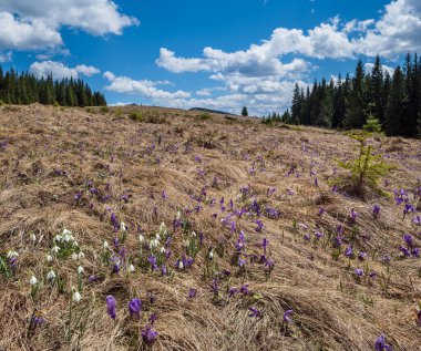 Çiçek açan mor Crocus heuffelianus (Crocus vernus) ve kar damlası alp çiçekleri ilkbaharda Ukrayna 'daki Karpat dağ yaylası,.