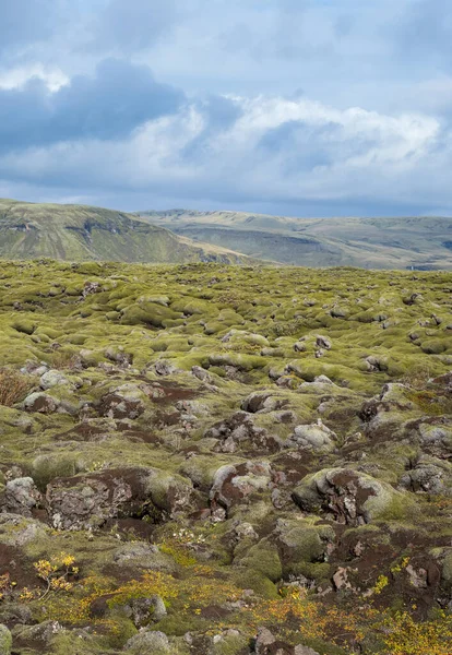 アイスランドのFjadrgljufur Canyon近くの美しい秋の緑の溶岩原 火山溶岩石の緑の苔 湖火山噴火後のユニークな溶岩原の成長 — ストック写真