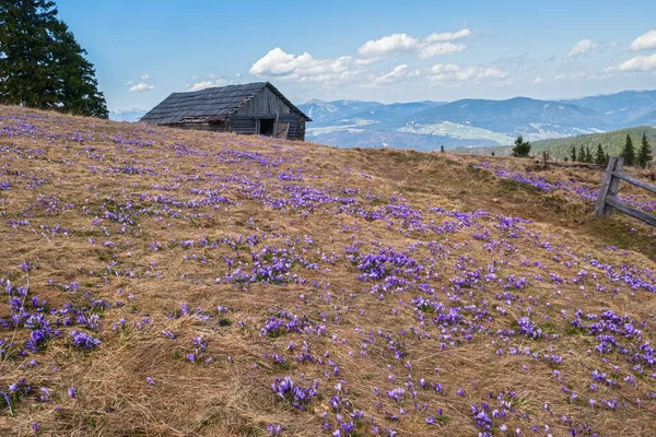 Blühende Violette Krocus Heuffelianus Crocus Vernus Alpenblumen Auf Dem Hochplateau — Stockfoto