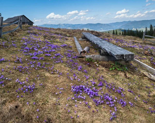 Blühende Violette Krocus Heuffelianus Crocus Vernus Alpenblumen Auf Dem Hochplateau — Stockfoto