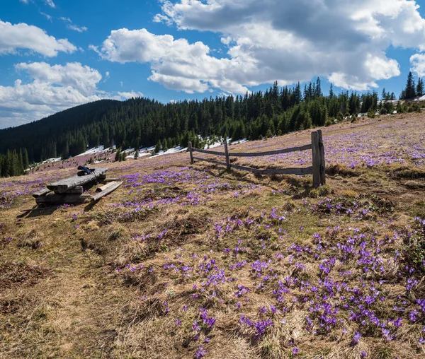 紫色の紫色の花を咲かせるクロッカス ヘッフェリアヌス クロッカス ヴェルヌス 高山の花を咲かせるウクライナ カルパティア山脈高原 — ストック写真