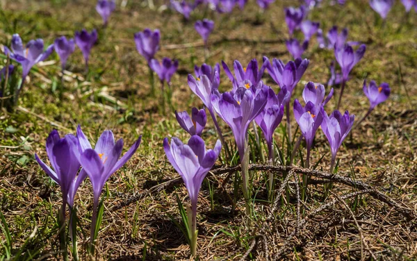 Bahar Ayında Çiçek Açan Mor Crocus Heuffelianus Crocus Vernus Alp — Stok fotoğraf