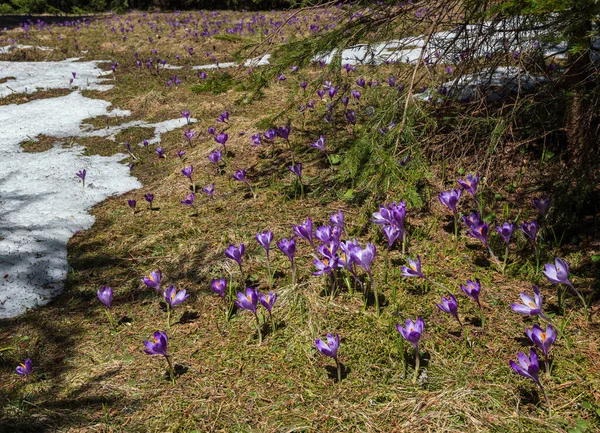 Floraison Fleurs Alpines Violettes Crocus Heuffelianus Crocus Vernus Printemps Forêt — Photo