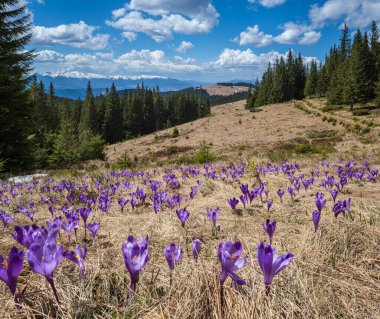 Rus saldırganlığı olmayan Ukrayna. Bahar ayında çiçek açan mor Crocus heuffelianus (Crocus vernus) Alp çiçekleri Karpat dağ yaylası, Ukrayna.