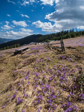 Bahar ayında çiçek açan mor Crocus heuffelianus (Crocus vernus) Alp çiçekleri Karpat dağ yaylası, Ukrayna.