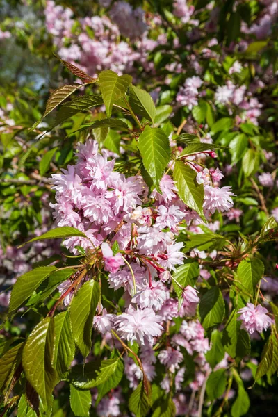 Kamianets Podilskyi Região Khmelnytsky Ucrânia Belo Parque Cidade Primavera Com — Fotografia de Stock