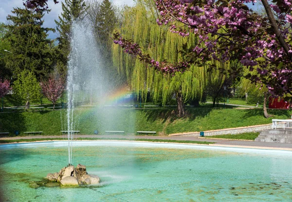 Kamianets Podilskyi Khmelnytsky Bölgesi Ukrayna Çeşmenin Yanında Çiçek Açan Sakura — Stok fotoğraf