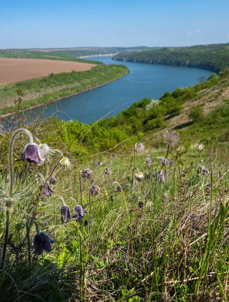 Amazing Spring View Dnister River Canyon Pulsatilla Patens Prairie Crocus — Stock Photo, Image