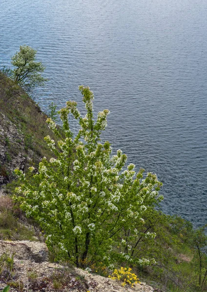 Úžasný Jarní Pohled Kaňon Řeky Dnister Bakota Bay Oblast Černovice — Stock fotografie