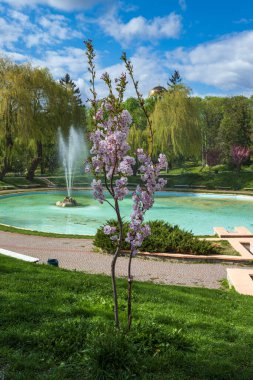 Kamianets-Podilskyi, Khmelnytsky bölgesi, Ukrayna. Çeşmenin yanında çiçek açan sakura ya da kiraz ağacı olan güzel bir bahar parkı..