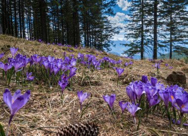 Bahar ayında çiçek açan mor Crocus heuffelianus (Crocus vernus) Alp çiçekleri Karpat dağ yaylası, Ukrayna.