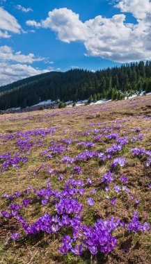Bahar ayında çiçek açan mor Crocus heuffelianus (Crocus vernus) Alp çiçekleri Karpat dağ yaylası, Ukrayna.
