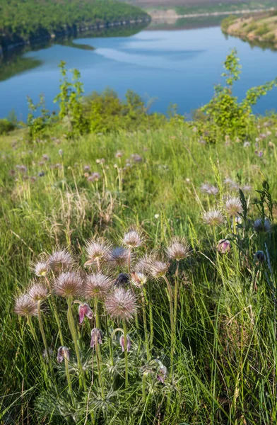在德涅斯特河峡谷上 春天的景色令人惊叹 那里有豆科植物或草原番红花或番石榴花 这个地方叫Shyshkovi Gorby Nahoriany Chernivtsi Region Ukraine — 图库照片