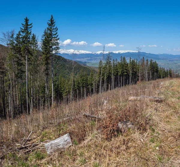 Spring Carpathian Mountains View Ukraine — Stock Photo, Image