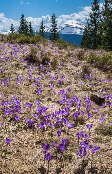 Blommande Lila Violett Crocus Heuffelianus Crocus Vernus Alpina Blommor Ren — Stockfoto