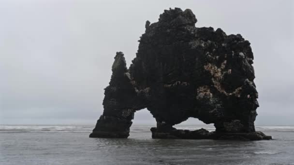 Drinkende Olifant Neushoorn Basalt Stapel Hvitserkur Langs Oostelijke Kust Van — Stockvideo