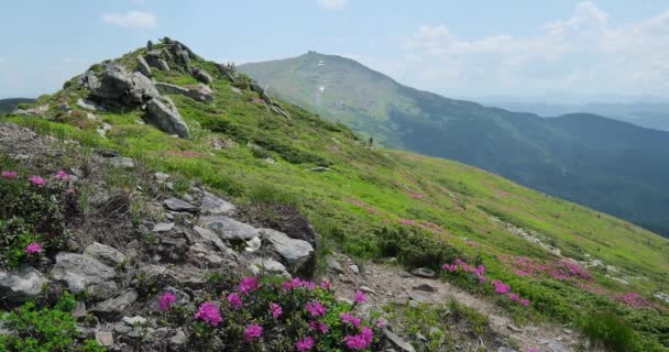 Rose Rose Fleurs Rhododendron Sur Pente Montagne Été Pip Ivan — Video