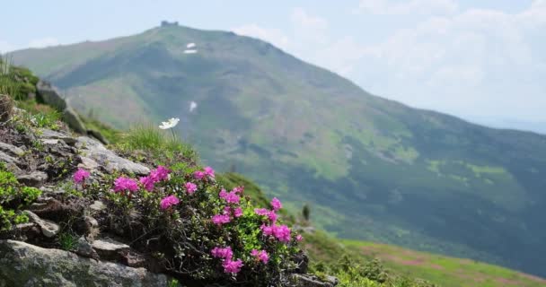 Růžové Růže Rododendron Květiny Letním Horském Svahu Pip Ivan Mount — Stock video
