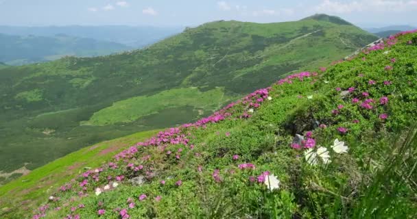 粉红玫瑰杜鹃花在风景如画的夏季山坡上 乌克兰Chornohora Carpathian — 图库视频影像