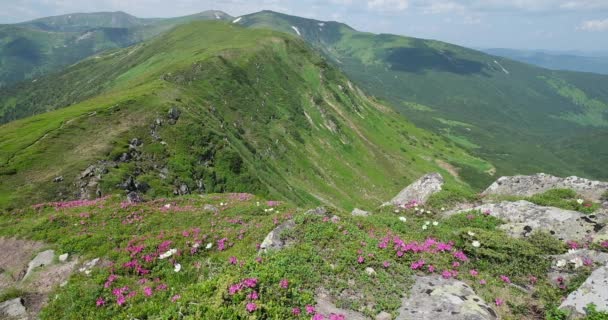 粉红玫瑰杜鹃花在风景如画的夏季山坡上 乌克兰Chornohora Carpathian — 图库视频影像