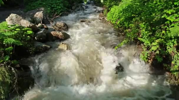 Şiddetli Yaz Yağmurundan Sonra Karpatlar Akan Dağ Nehri — Stok video