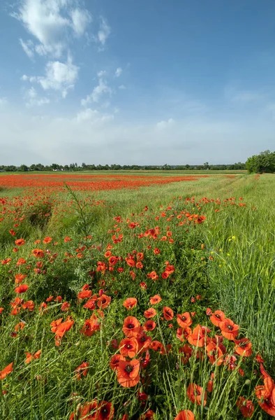 Güzel Ukrayna Kırsal Ilkbahar Manzarası Buğday Tarlası Kırmızı Gelincik Çiçekleri — Stok fotoğraf