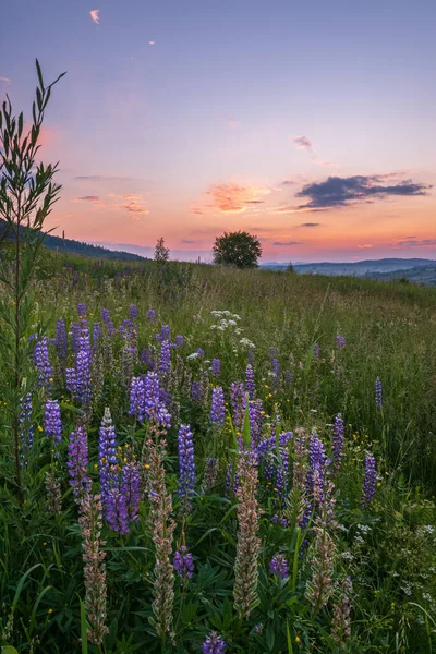 Malebný Červnový Západ Slunce Karpatské Horské Louky Spousta Vegetace Krásné — Stock fotografie