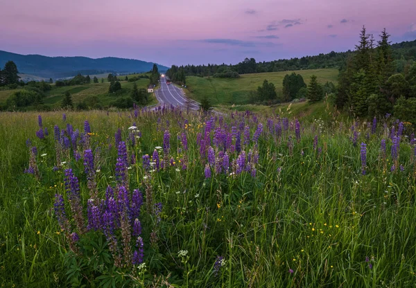 Crepúsculo Pitoresco Junho Carpathian Prados Montanhosos Rodovia Longe Abundância Vegetação — Fotografia de Stock