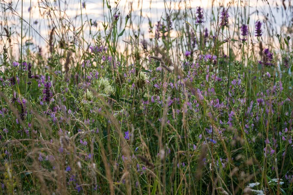 Malerische Sommerdämmerung Wilde Gräser Und Wildblumen Auf Der Wiese Den — Stockfoto