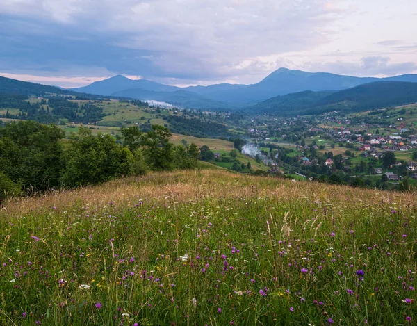 Verão Pitoresco Carpathian Montanha Campo Prados Abundância Vegetação Belas Flores — Fotografia de Stock