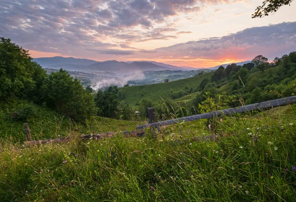 Pintorescas Praderas Montaña Los Cárpatos Verano Abundancia Vegetación Hermosas Flores — Foto de Stock