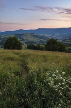 Resimli June Carpathian dağlık kırsal çayırları. Bol bitki örtüsü ve güzel kır çiçekleri..