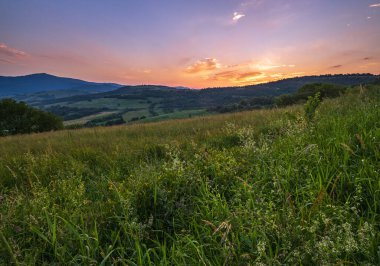 Resimli June Carpathian dağlık kırsal çayırları. Bol bitki örtüsü ve güzel kır çiçekleri..