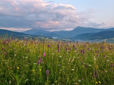 Resimli yaz alacakaranlığı Karpatlar 'ın dağlık kırsal çayırları. Bol bitki örtüsü ve güzel kır çiçekleri. Hoverla ve Petros çok uzaklarda..