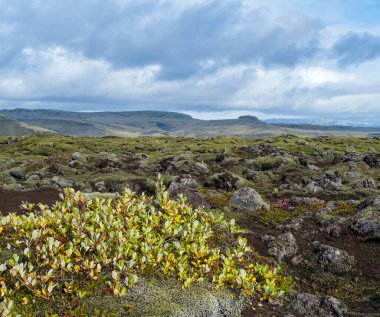 İzlanda 'daki Fjadrargljufur Kanyonu yakınlarındaki yeşil sonbahar lav tarlaları. Volkanik lav taşlarında yeşil yosun. Laki volkanı patlamasından sonra eşsiz lav alanları büyüyor..