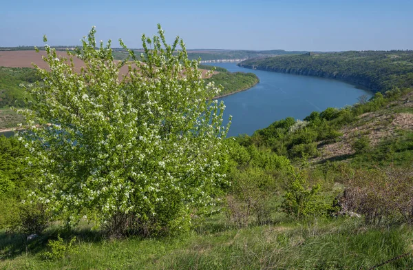 Dnister Nehri Kanyonu 'nun muhteşem bahar manzarası. Resimli kayalar, tarlalar, çiçekler. Shyshkovi Gorby, Nahoriany, Chernivtsi bölgesi, Ukrayna.