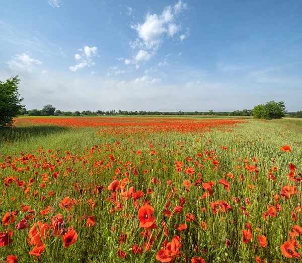 Gyönyörű Ukrán Vidék Tavasz Táj Búza Mező Vörös Mák Virágok — Stock Fotó