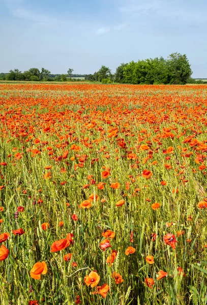 Hermoso Paisaje Primavera Campiña Ucraniana Con Campo Trigo Flores Amapola — Foto de Stock