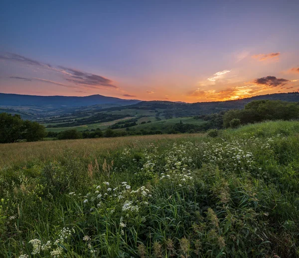 Schilderachtige Juni Karpaten Bergweiden Overvloed Aan Vegetatie Prachtige Wilde Bloemen — Stockfoto