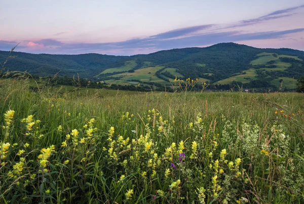 Malebné Červnové Karpatské Horské Louky Spousta Vegetace Krásné Divoké Květiny — Stock fotografie