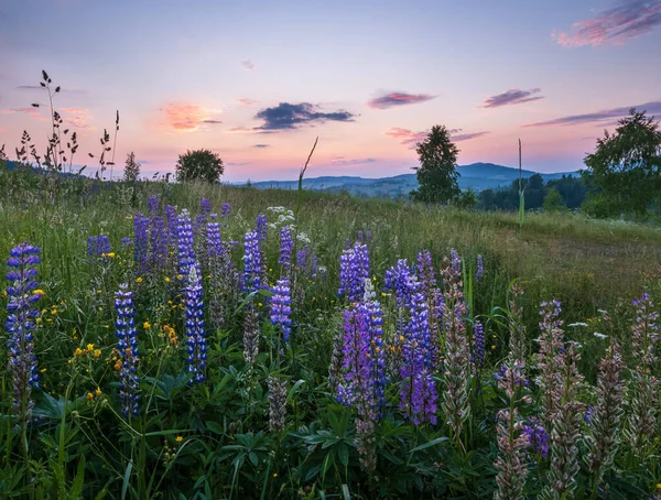 絵のように美しい6月カルパティアの山の田舎の牧草地 植生の豊富さと美しい野生の花 — ストック写真