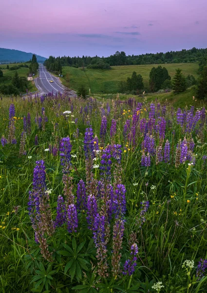 Pittoreska Skymningen Juni Karpatiska Bergslandskapets Ängar Och Motorväg Fjärran Överflöd — Stockfoto