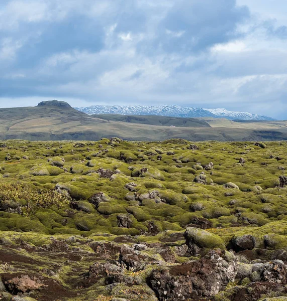 İzlanda 'daki Fjadrargljufur Kanyonu yakınlarındaki yeşil sonbahar lav tarlaları. Volkanik lav taşlarında yeşil yosun. Laki volkanı patlamasından sonra eşsiz lav alanları büyüyor..